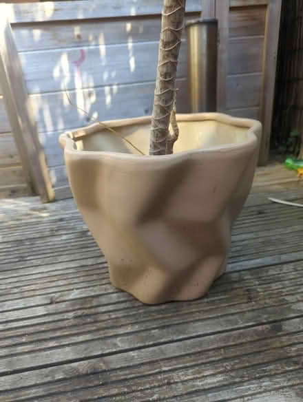 Photo of free Houseplant and pot (Meersbrook S8) #2
