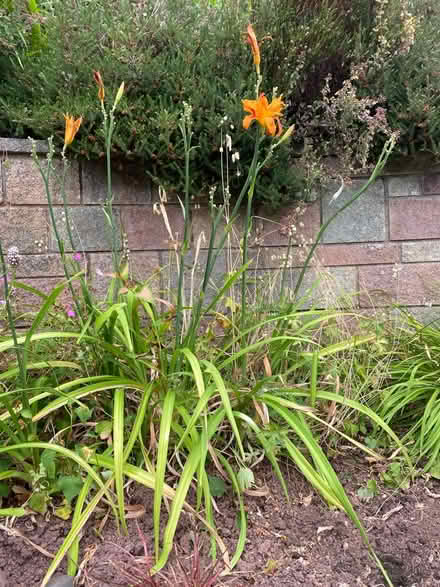 Photo of free Day lillies (Brecon town LD3) #1