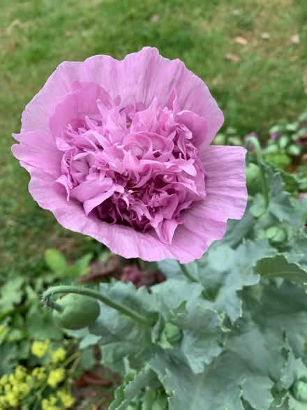 Photo of free Poppy seeds and cerinthe seeds (Mount Pleasant SY1) #2