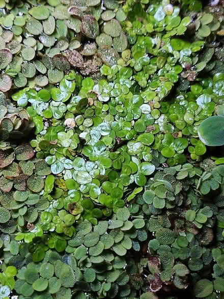 Photo of free floating aquarium plants (Dunning, Chicago) #3