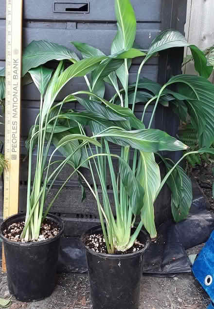 Photo of free peace lilies (Ballard) #1