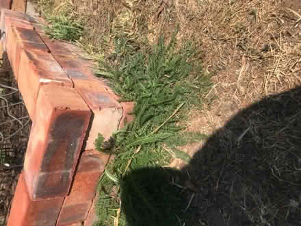 Photo of Bricks (The Hockering GU22) #1