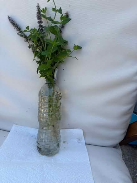 Photo of free Mint plant (Norbury CR7) #1