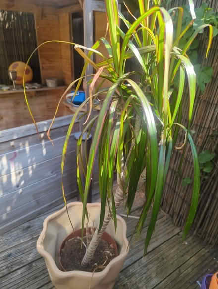 Photo of free Houseplant and pot (Meersbrook S8) #3