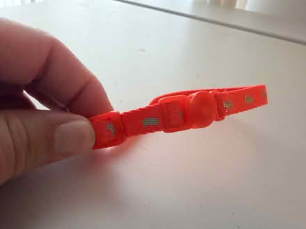 Photo of free Kitten collar (West Bridgford NG2) #1