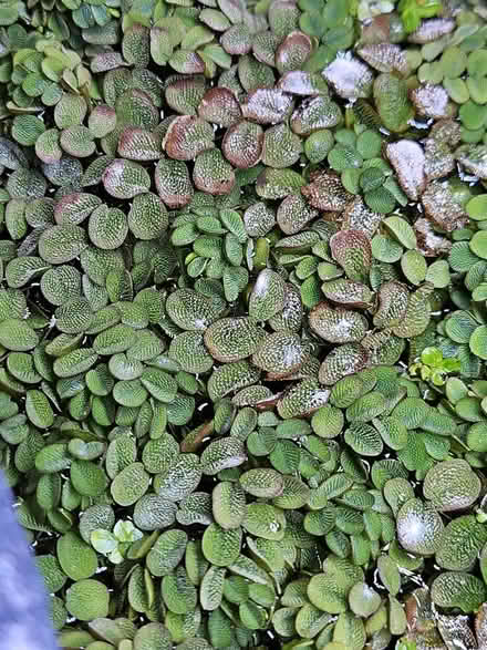 Photo of free floating aquarium plants (Dunning, Chicago) #2