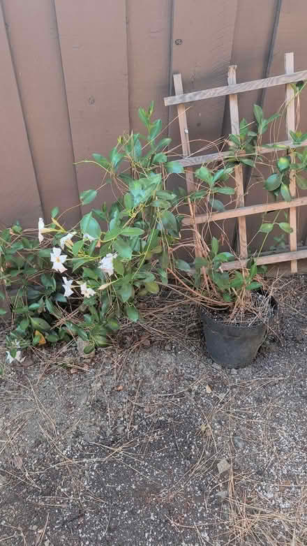 Photo of free To viny flowering plants (Terra Linda) #1