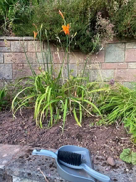 Photo of free Orange Day Lillies (Brecon LD3) #1