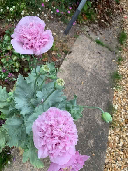 Photo of free Poppy seeds and cerinthe seeds (Mount Pleasant SY1) #3