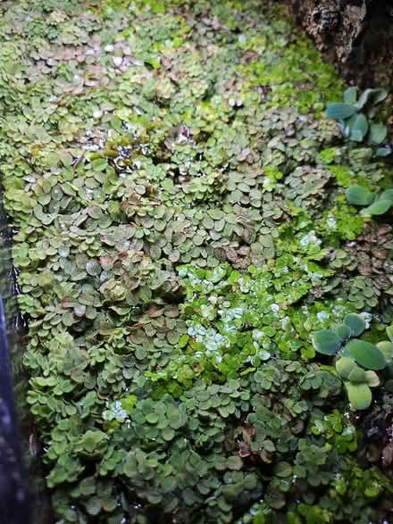 Photo of free floating aquarium plants (Dunning, Chicago) #1