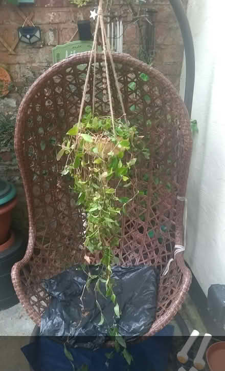 Photo of free Tradescantia plant (Poulton CH44) #1