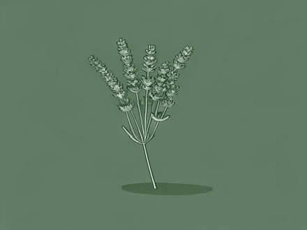 Photo of free Cut lavender (Ellacombe TQ1) #1