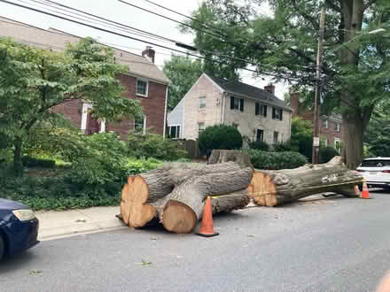 Photo of free 2 giant oak tree trunk sections (Bethesda) #2