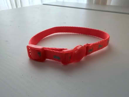Photo of free Kitten collar (West Bridgford NG2) #2