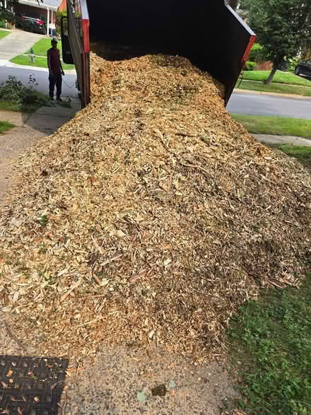 Photo of free pine mulch (Kemp Mill, silver spring, MD) #2