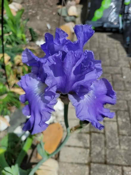 Photo of free Purple bearded Iris-Livonia (Livonia) #1