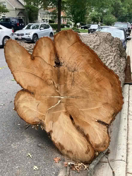 Photo of free 2 giant oak tree trunk sections (Bethesda) #1