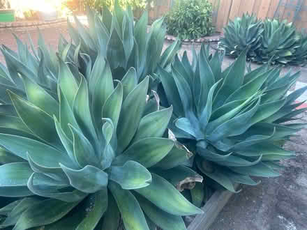 Photo of free Agave Plants (95129) #1