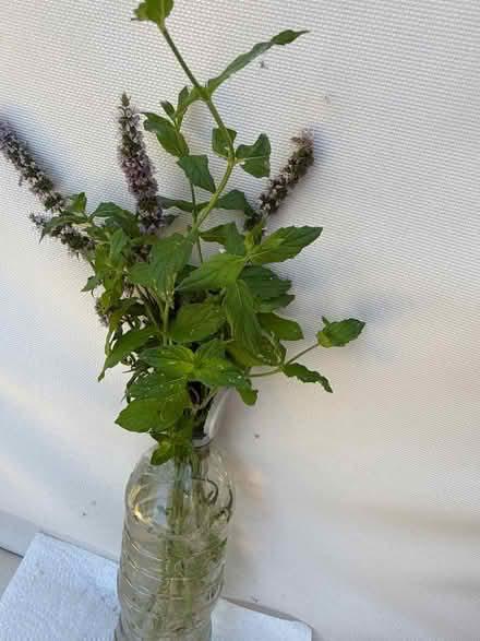 Photo of free Mint plant (Norbury CR7) #2