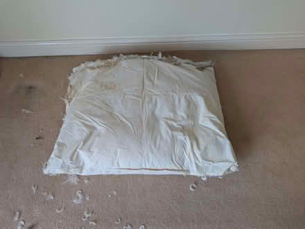 Photo of free Duck Feathers (inside old cushion covers) x 2 large cushions (Downend BS16) #1