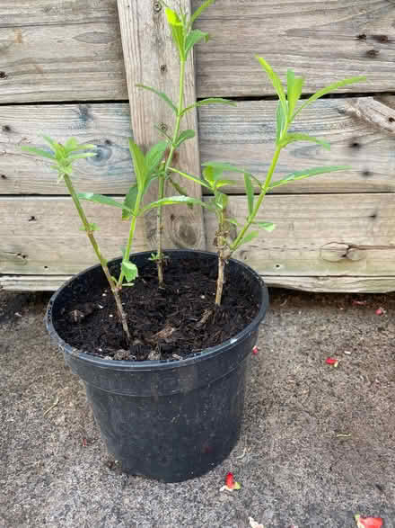 Photo of free Verbena (University of Bath BA2) #2