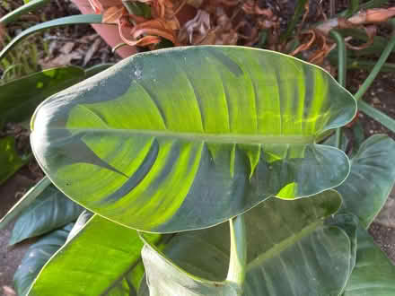 Photo of free Philodendron - house plant (Walton Manor OX2) #3