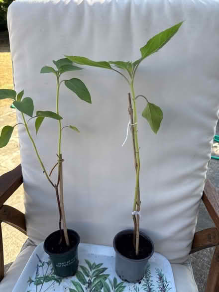 Photo of free Sunflower plants (Norbury CR7) #1