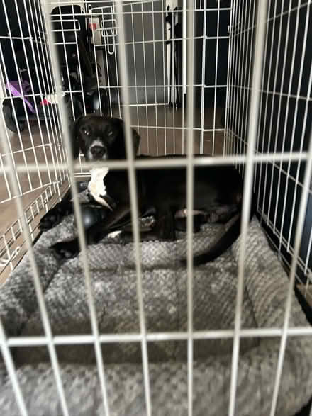 Photo of free Medium dog kennel (Spinningfields M3) #2