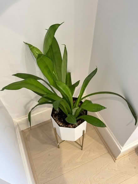 Photo of free Various Plants in Pots (Chelsea SW3) #3