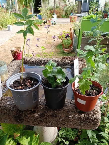 Photo of free Plants (Cowley Oxford) #1