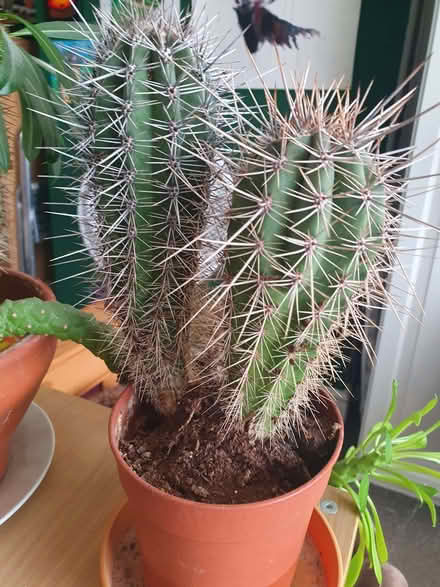 Photo of free Various cacti (Rotherhithe SE16) #4