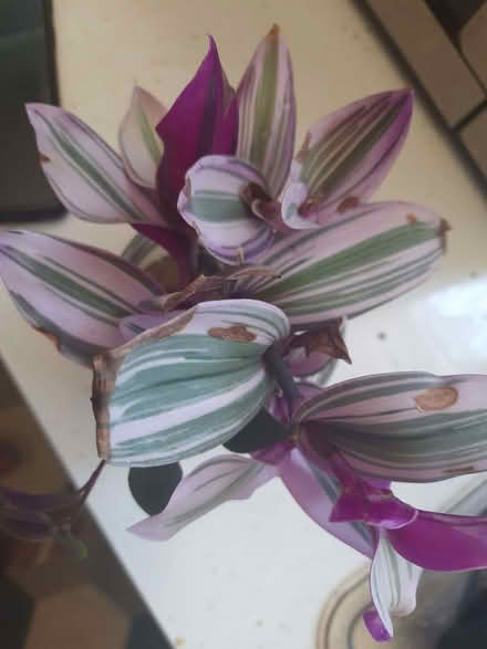 Photo of free Tradescantia Cuttings (Caldecott OX14) #1