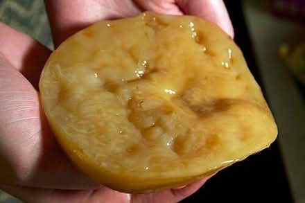 Photo of free Kombucha scoby (Nunnery Wood WR5) #1