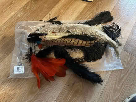 Photo of free Selection of feathers (Dorking RH4) #1