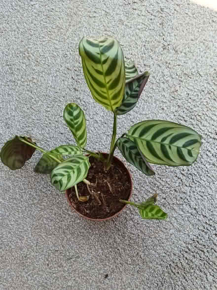 Photo of free Calathea / prayer plant (Hockley Port B18) #1