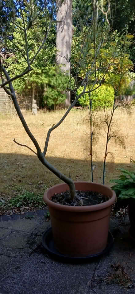 Photo of free Olive Tree in Pot (Hawley GU17) #1