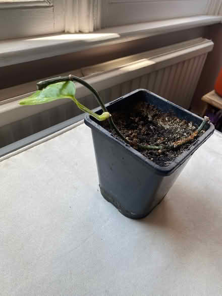 Photo of free Pothos - devils ivy plant (Iffley OX4) #2