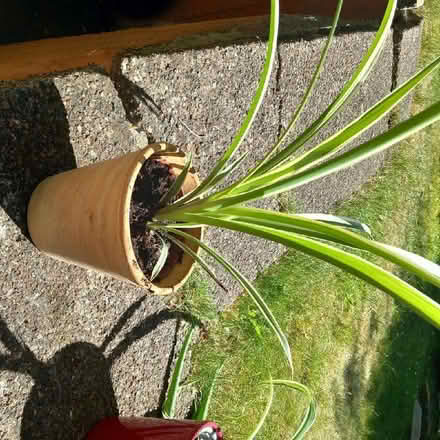 Photo of free Spider plant (Low Fell NE9) #1