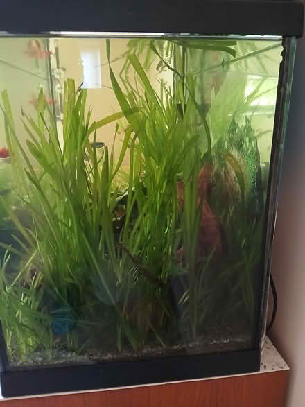 Photo of free Eel grass for fish tanks (Exton LE15) #1
