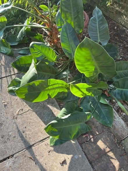 Photo of free Philodendron - house plant (Walton Manor OX2) #2