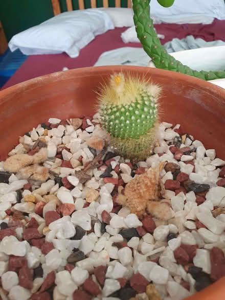 Photo of free Various cacti (Rotherhithe SE16) #2