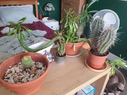 Photo of free Various cacti (Rotherhithe SE16) #1