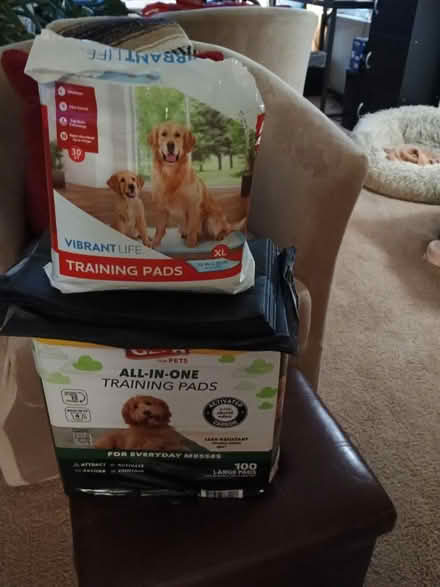 Photo of free Dog training pads (Charlottesville, Near Pen Park) #1