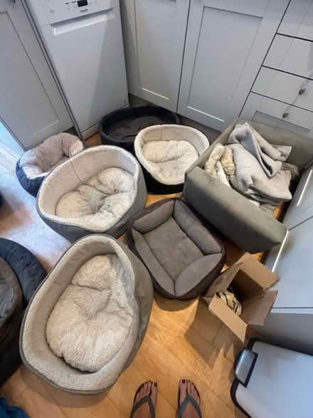 Photo of free Dog beds (Chelsea london) #1