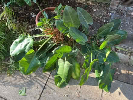 Photo of free Philodendron - house plant (Walton Manor OX2) #1