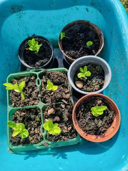 Photo of free Tangerine seedlings (Llandaf CF5) #1