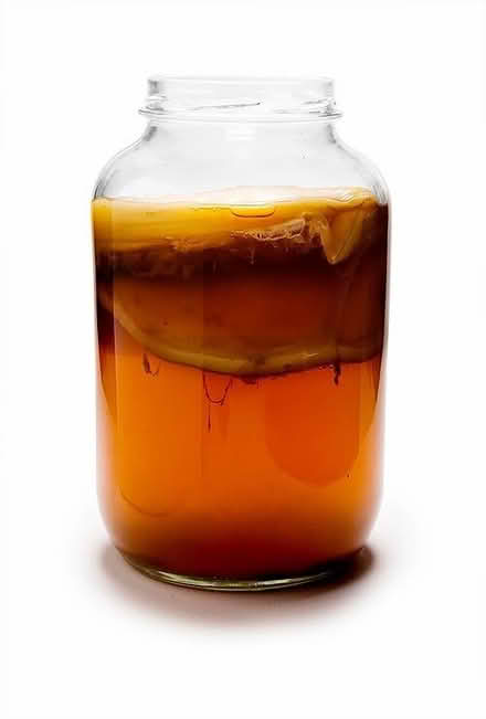 Photo of free Kombucha scoby (Nunnery Wood WR5) #2