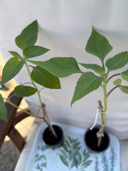 Photo of free Sunflower plants (Norbury CR7) #2