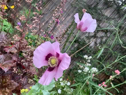Photo of free Poppy seeds and cerinthe seeds (Mount Pleasant SY1) #1