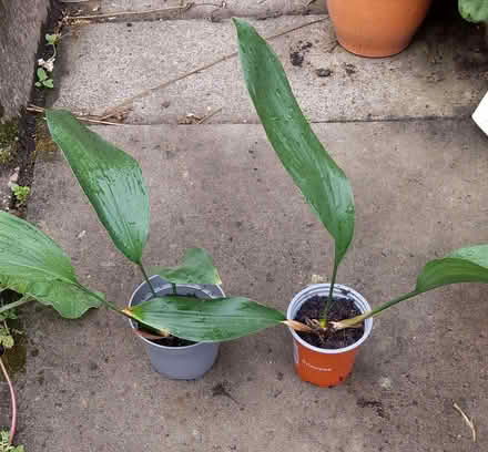 Photo of free Small house plants (Dearnley OL15) #1